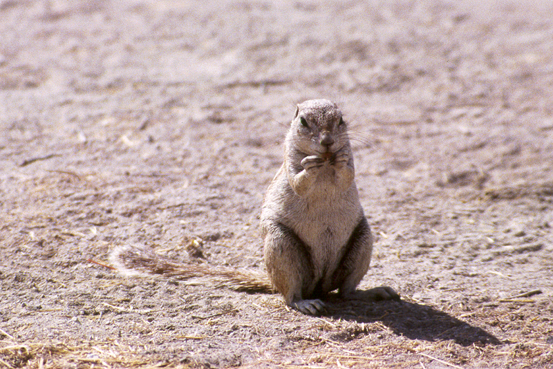 P.N. Etosha