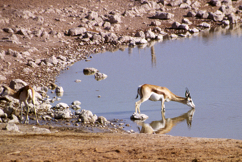 P.N. Etosha