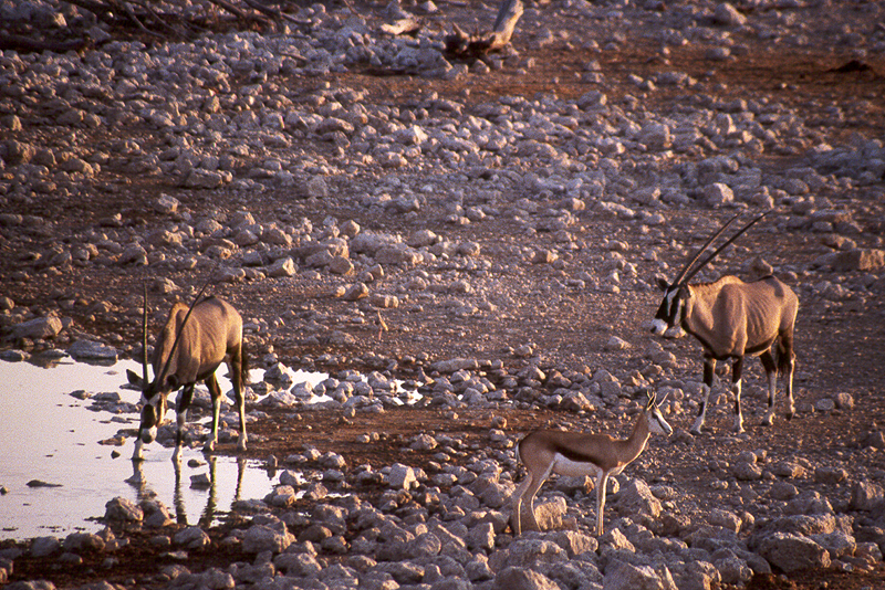 P.N. Etosha