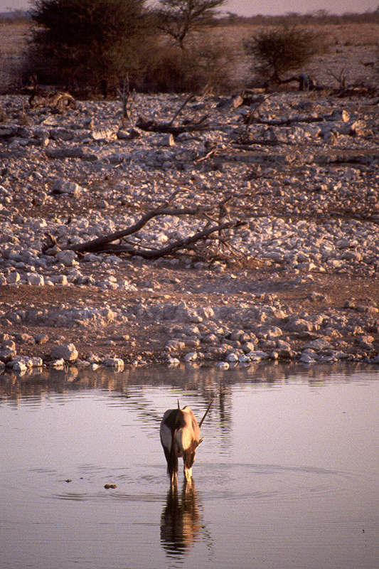 P.N. Etosha