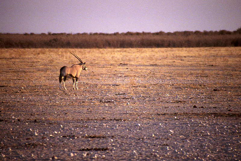 P.N. Etosha