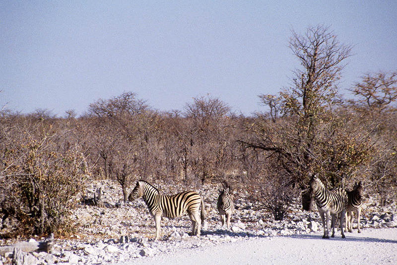 P.N. Etosha