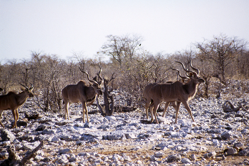 P.N. Etosha