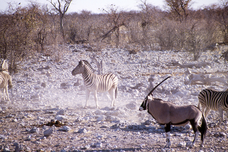 P.N. Etosha