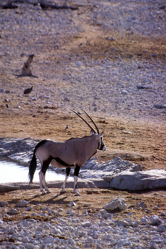 P.N. Etosha