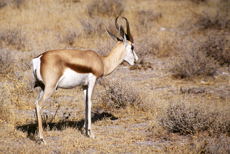 P.N. Etosha