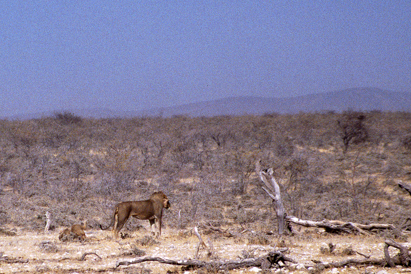 P.N. Etosha