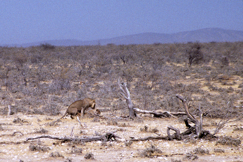 P.N. Etosha
