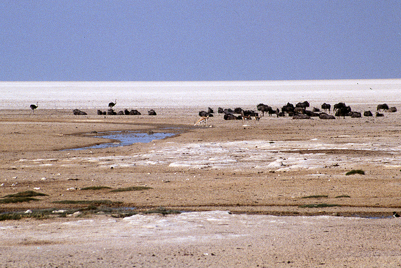 P.N. Etosha