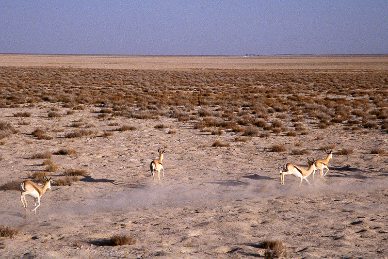 P.N. Etosha