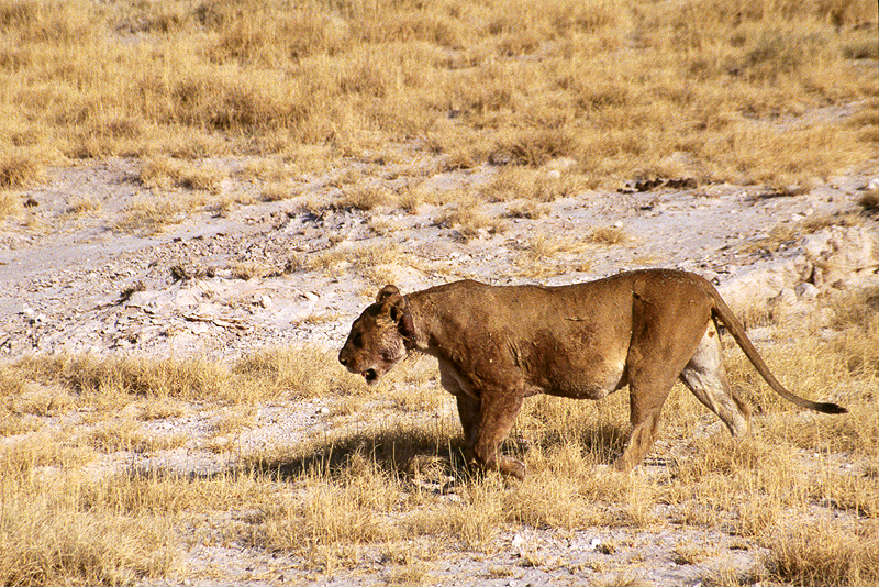 P.N. Etosha
