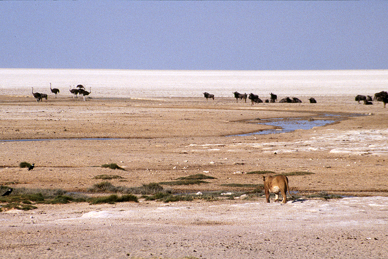 P.N. Etosha