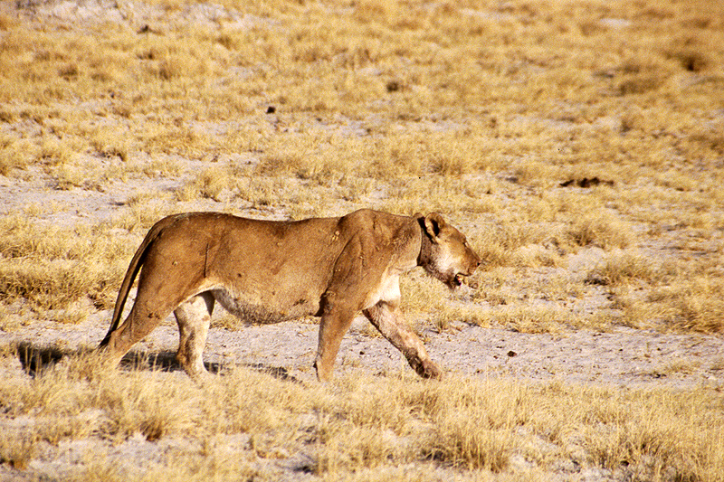 P.N. Etosha