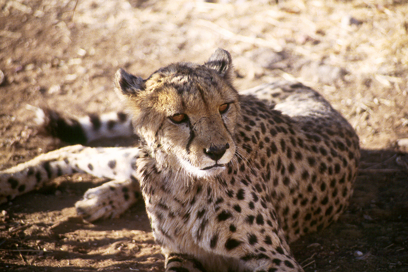 P.N. Etosha