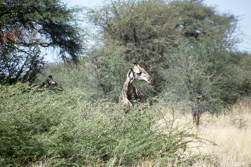 Moremi / Okavango