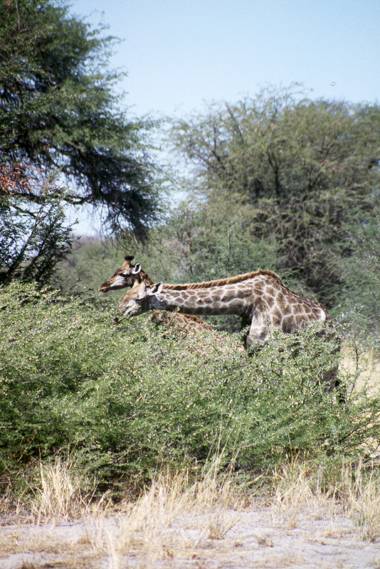 Moremi / Okavango
