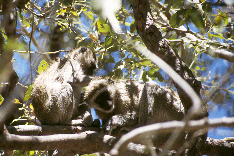 Moremi / Okavango