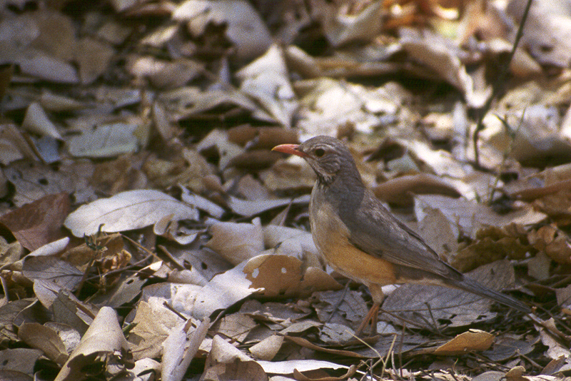 Moremi / Okavango