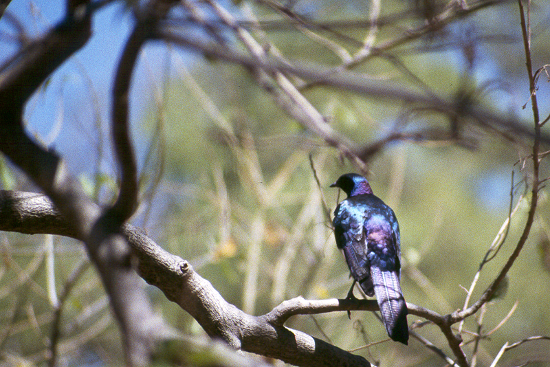Moremi / Okavango