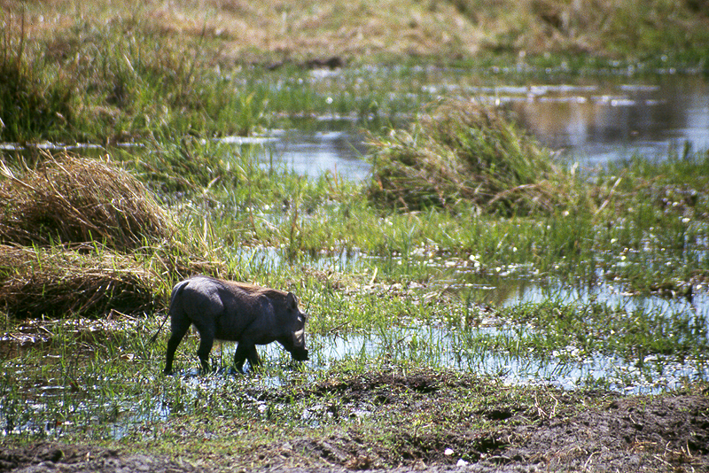 Moremi / Okavango