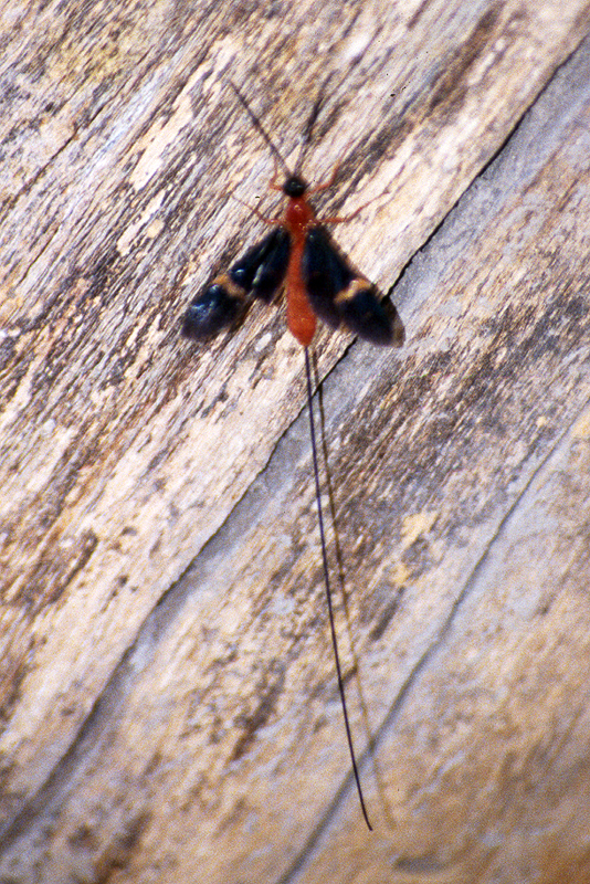 Moremi / Okavango