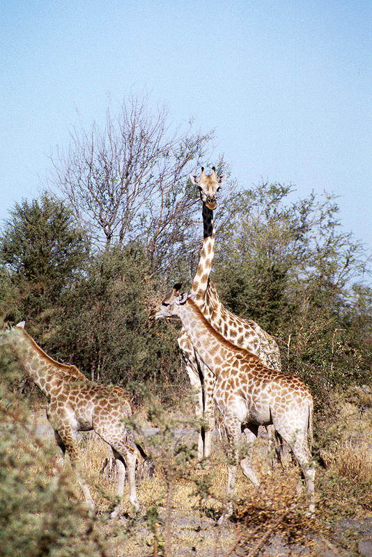 Moremi / Okavango