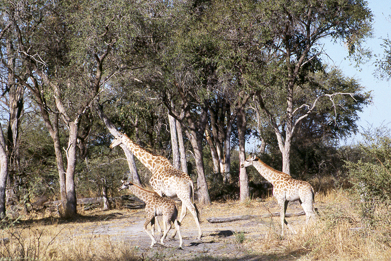 Moremi / Okavango
