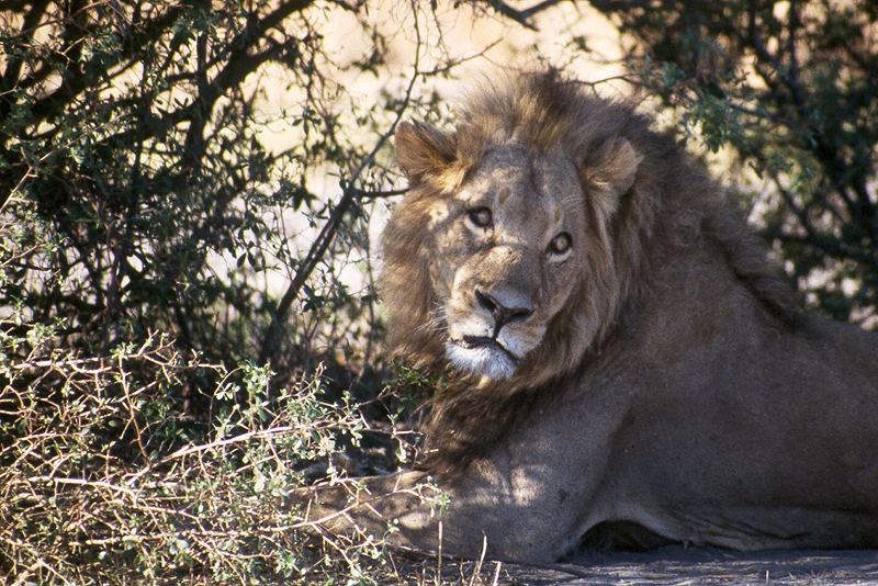 Moremi / Okavango