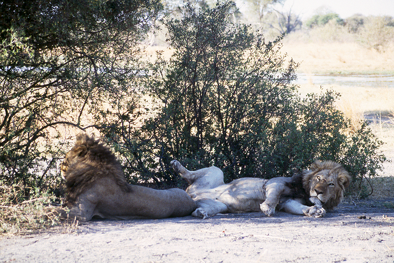 Moremi / Okavango