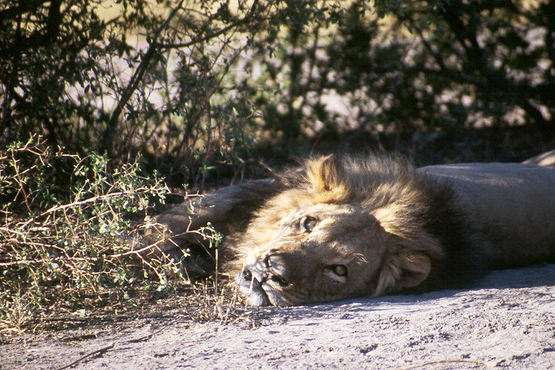 Moremi / Okavango