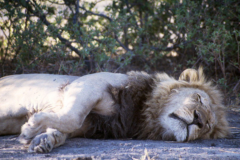 Moremi / Okavango