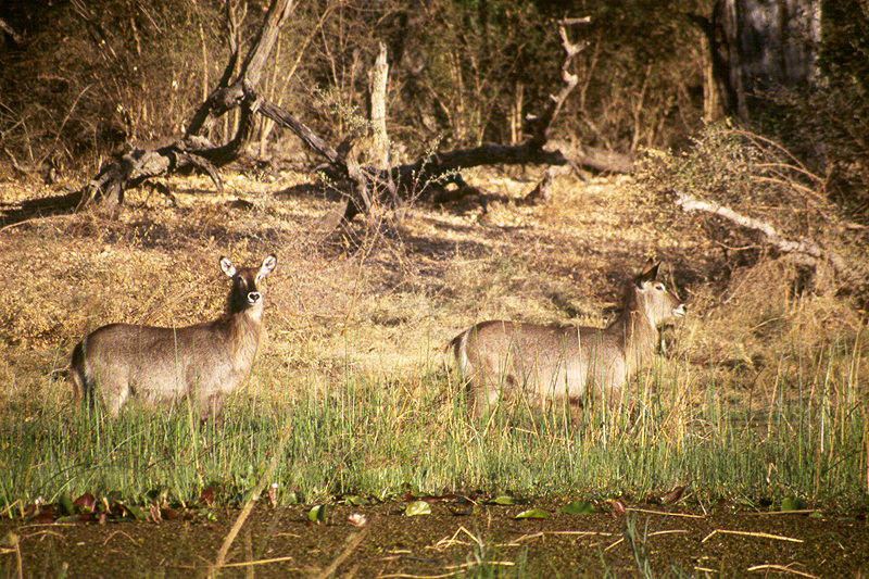 Moremi / Okavango