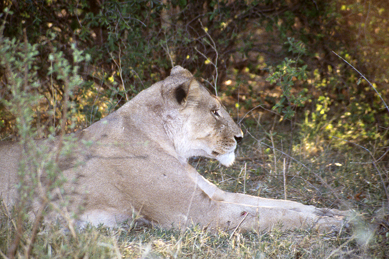 Moremi / Okavango