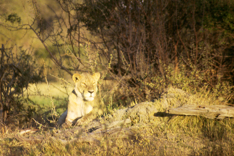 Moremi / Okavango