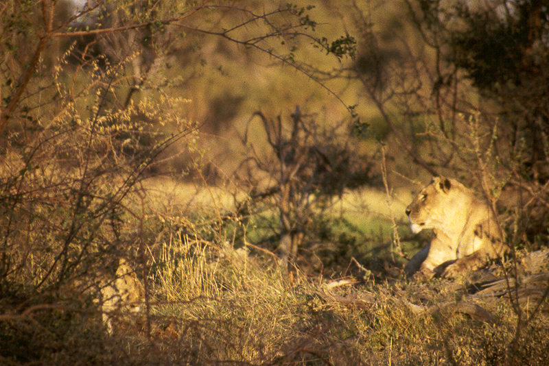 Moremi / Okavango