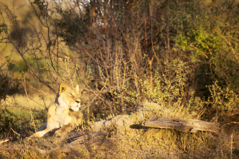 Moremi / Okavango