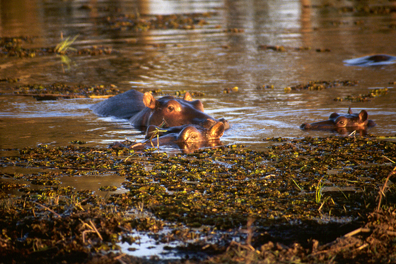 Moremi / Okavango