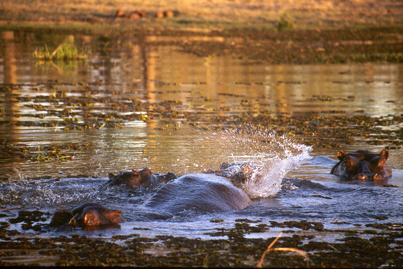 Moremi / Okavango