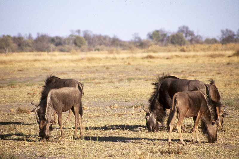 Moremi / Okavango