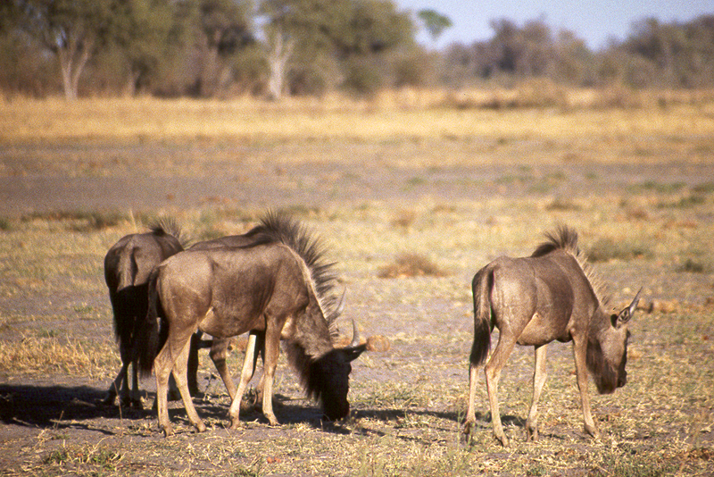 Moremi / Okavango