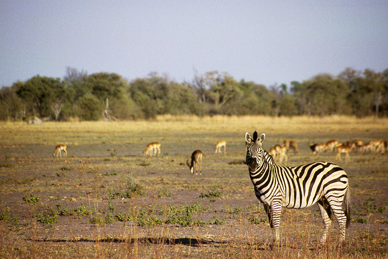 Moremi / Okavango