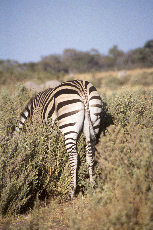 Moremi / Okavango