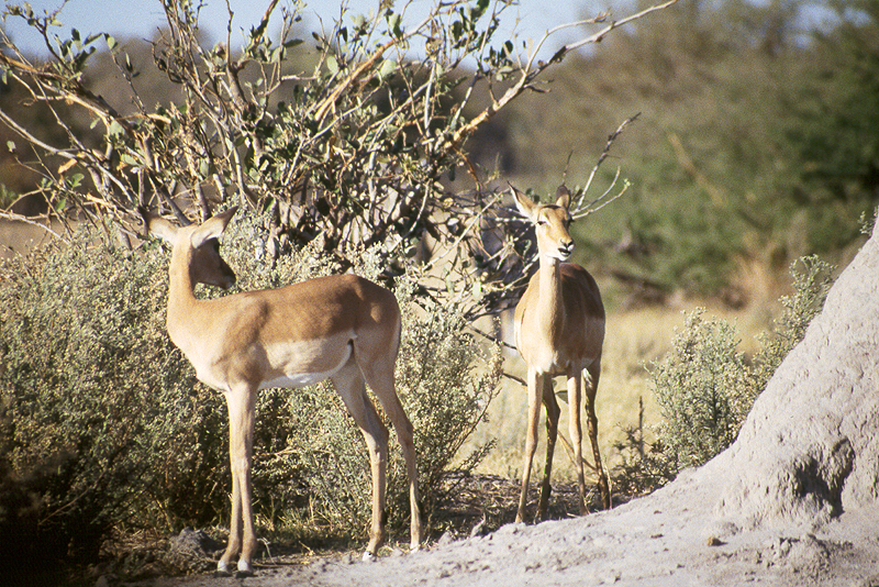 Moremi / Okavango