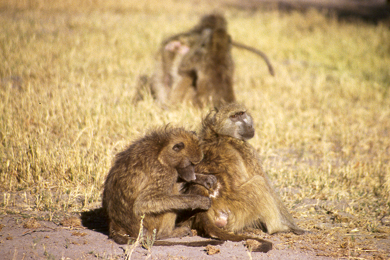 Moremi / Okavango