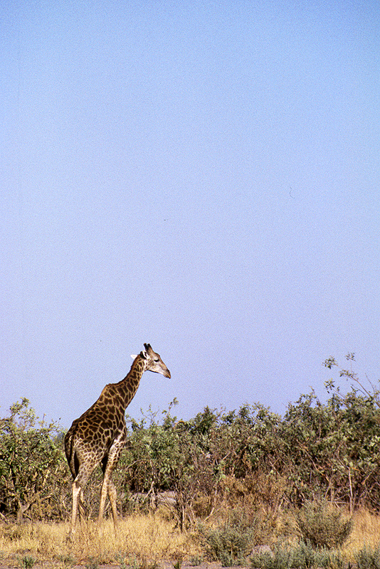 Moremi / Okavango