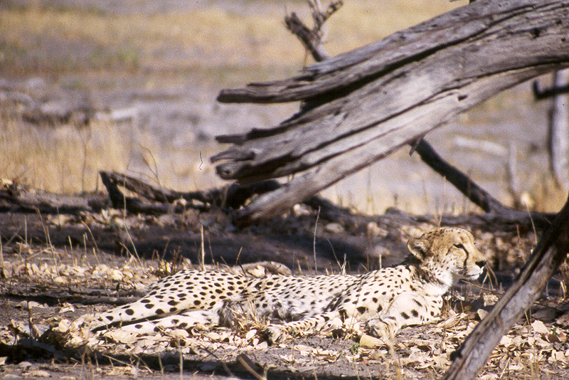 Moremi / Okavango