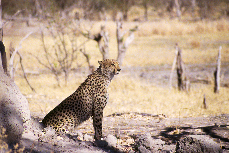 Moremi / Okavango