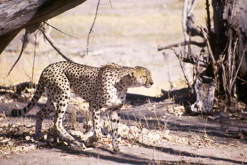 Moremi / Okavango