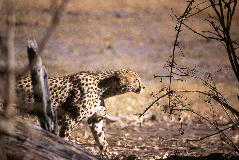 Moremi / Okavango