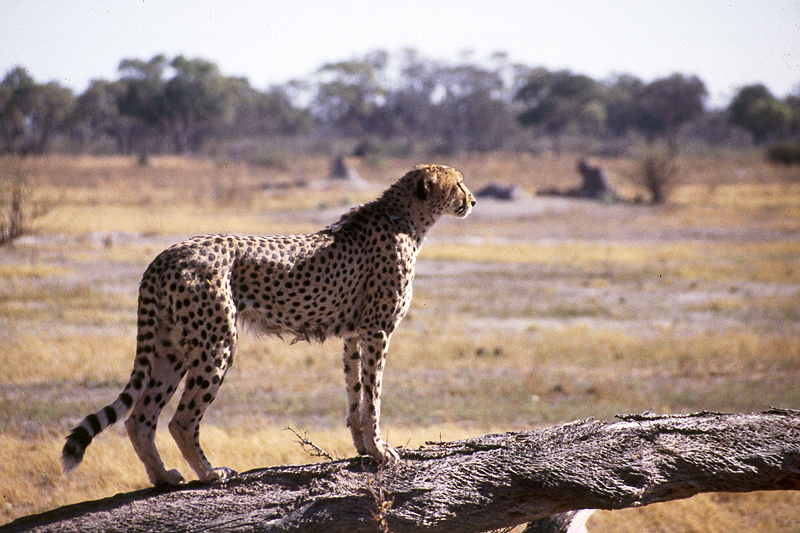 Moremi / Okavango